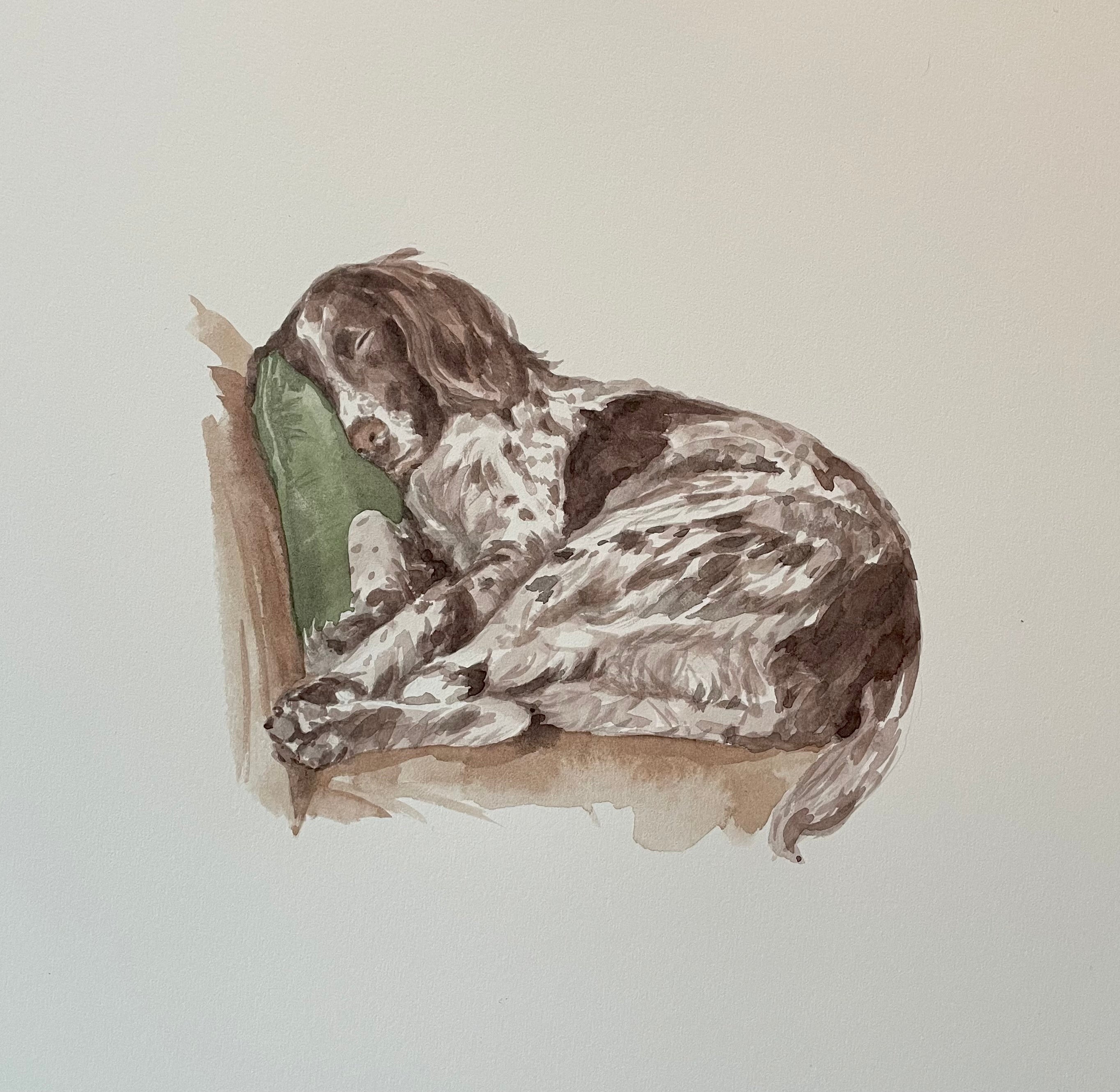 watercolour of a spaniel