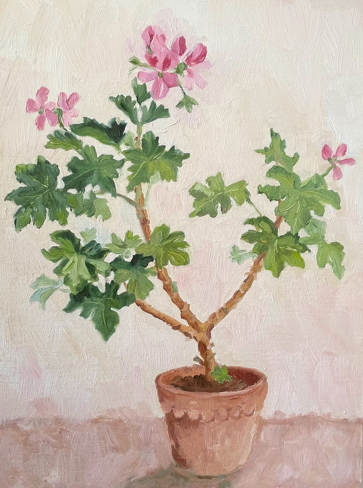 a Pink Pelargonium