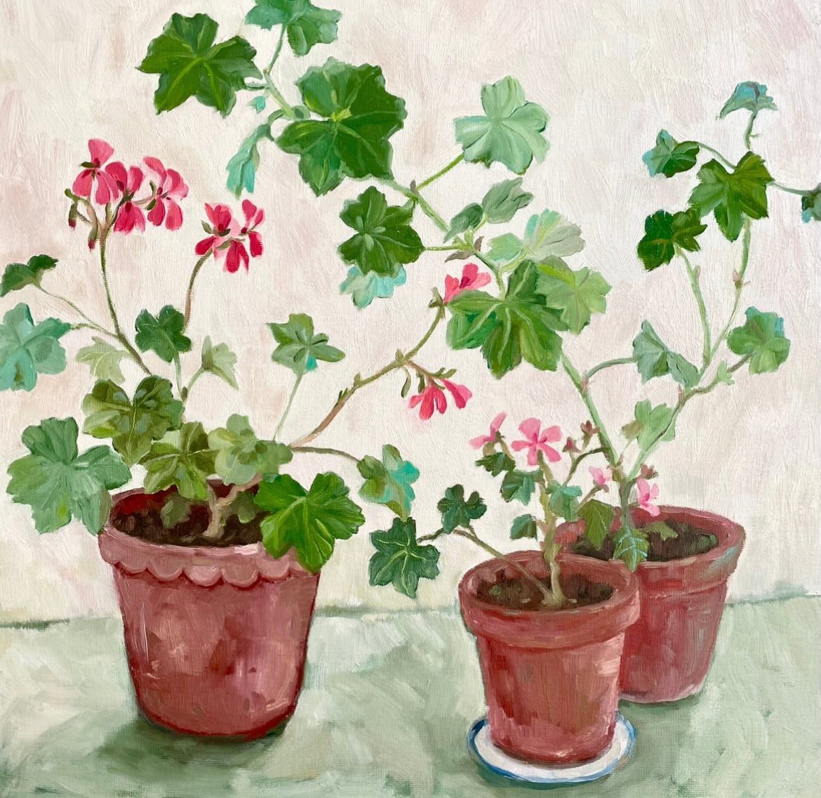 Pots of Pelargoniums