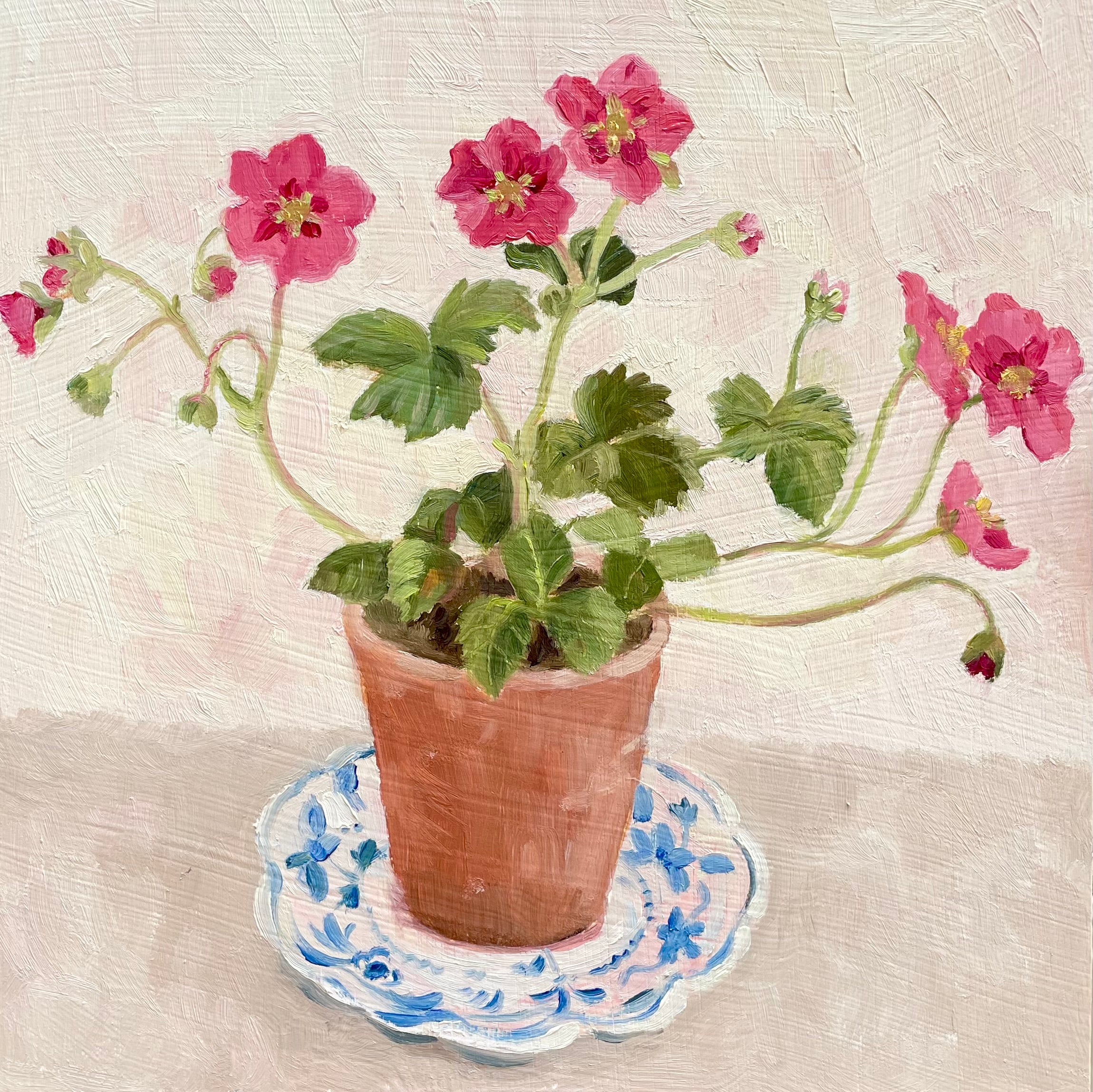 Pink Strawberry plant in a pot