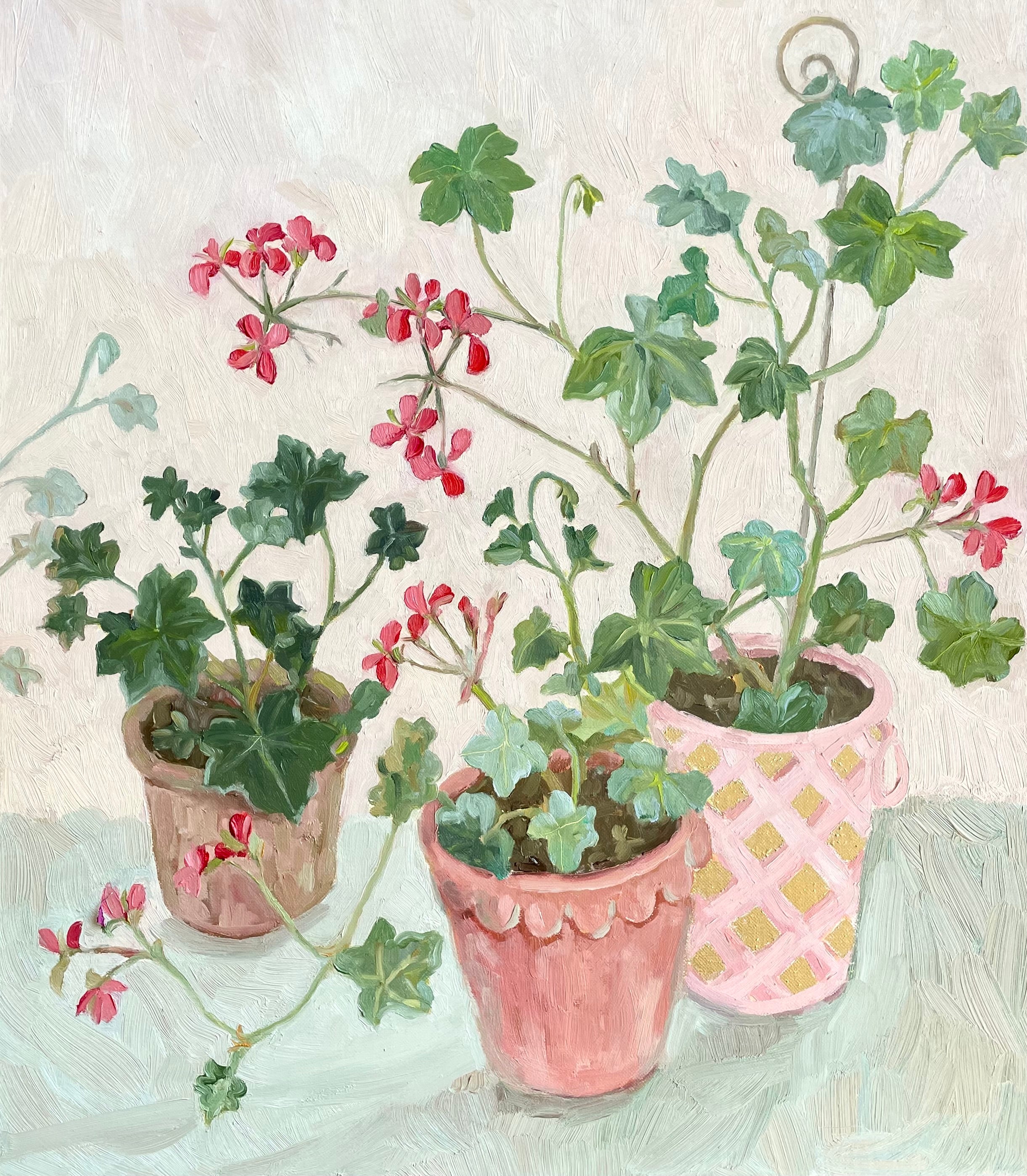 Geraniums on a table
