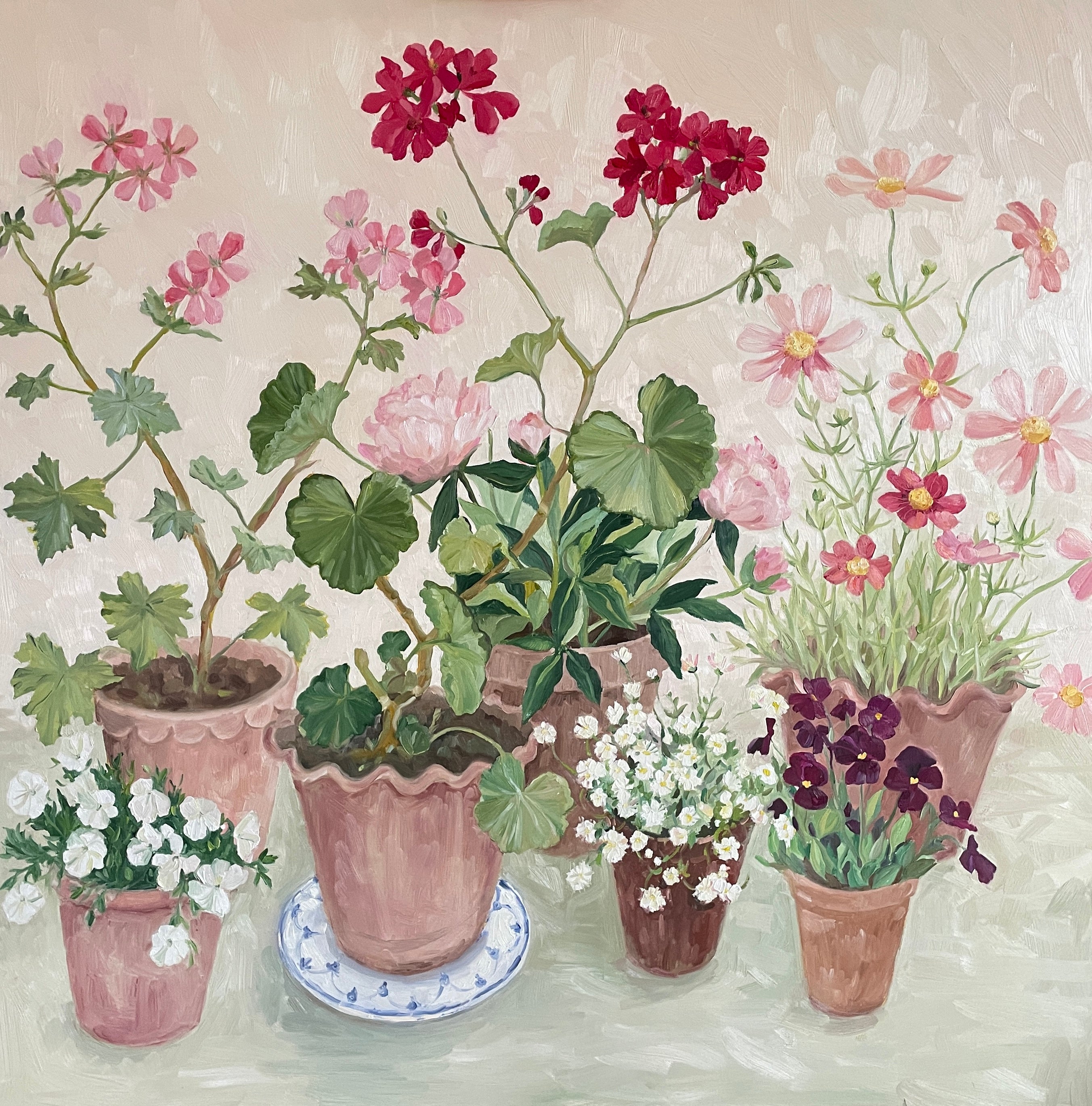 Summer flowers in terracotta pots