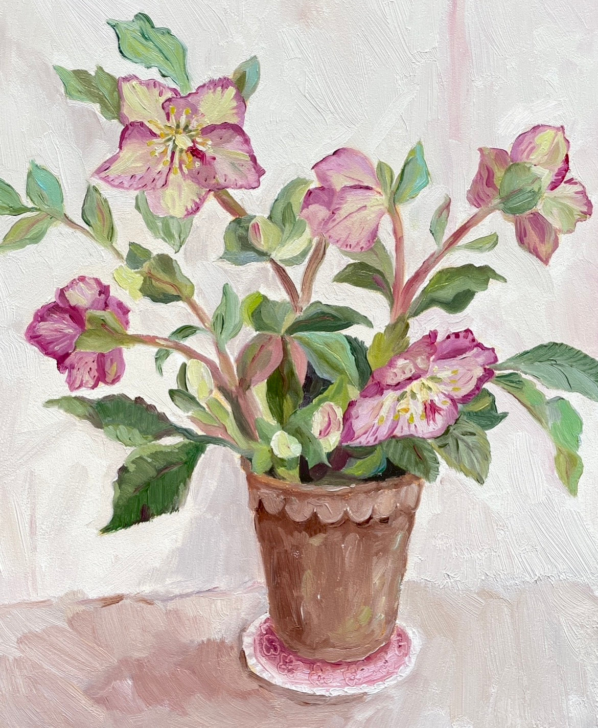 Hellebores in a terracotta pot