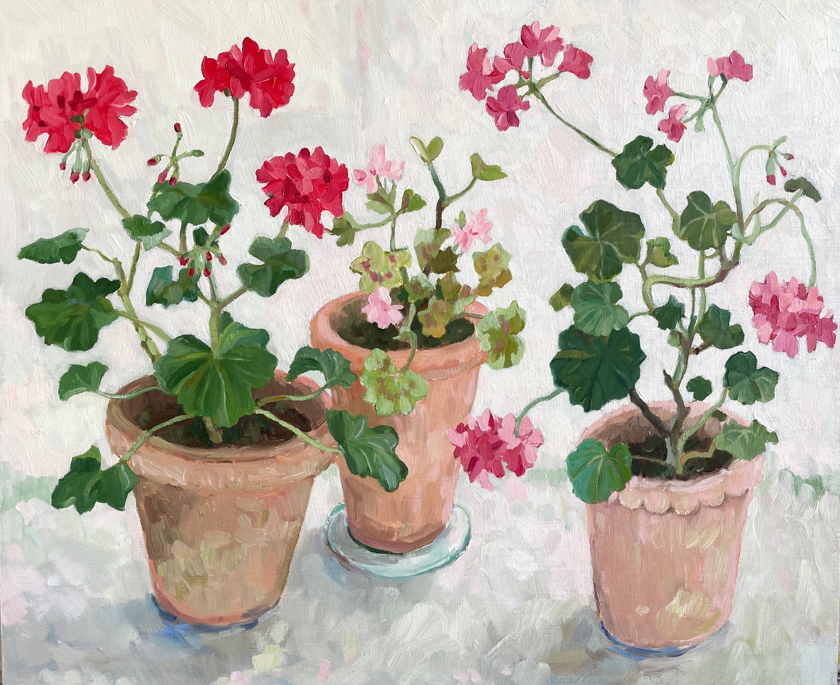 Pelargoniums in pots