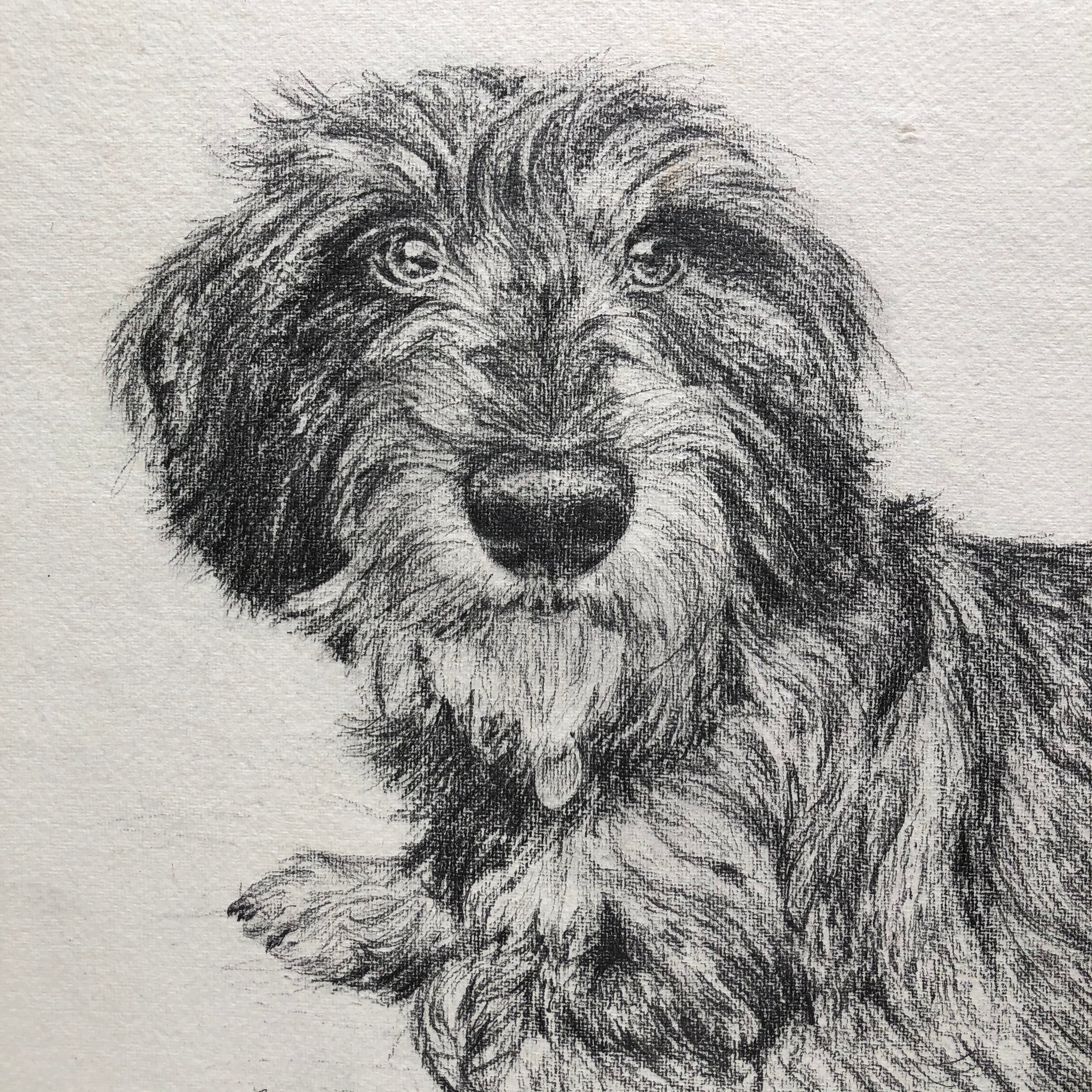 charcoal drawing of a wire haired dachshund