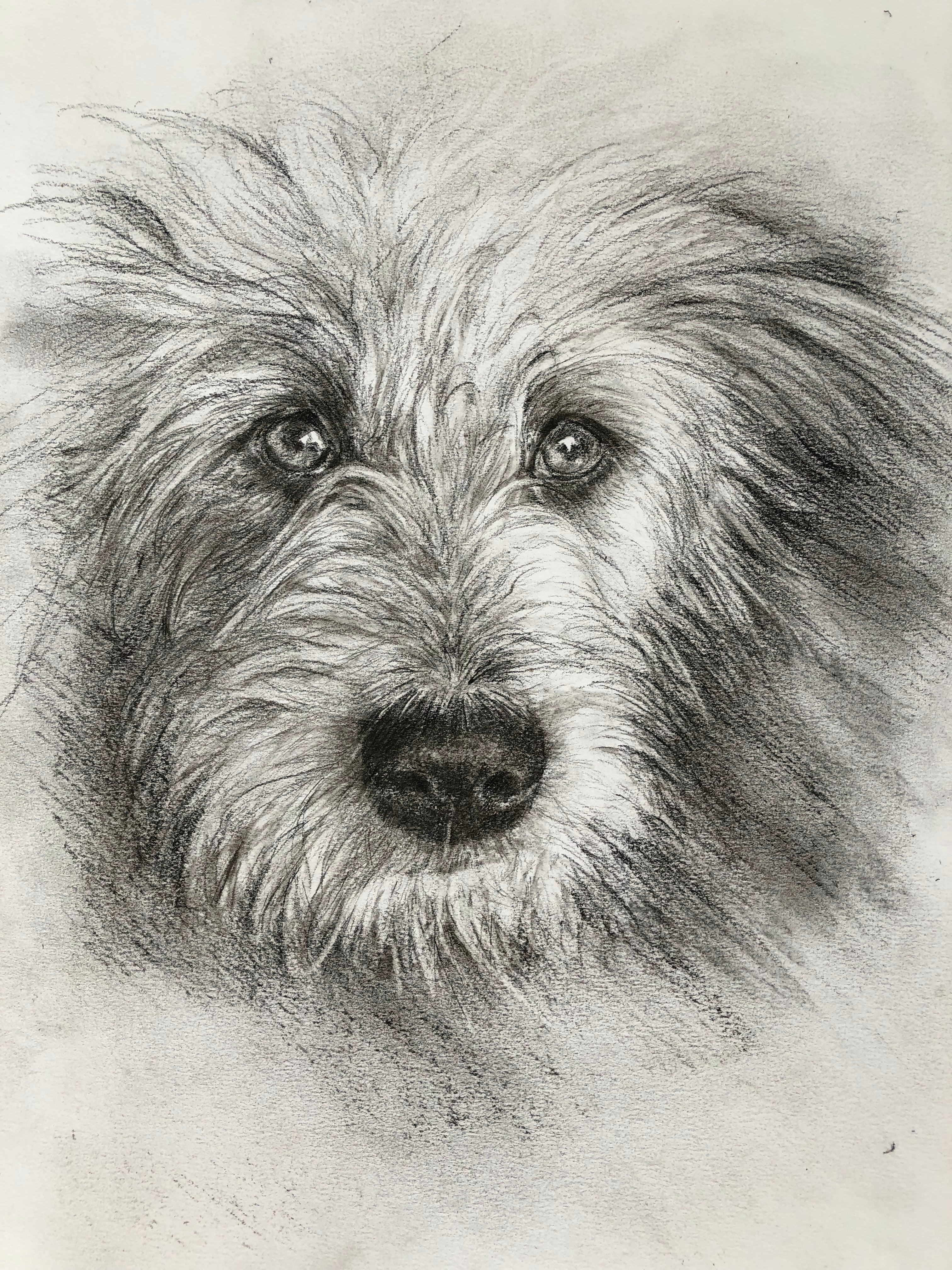 a pencil drawing of a hairy dog
