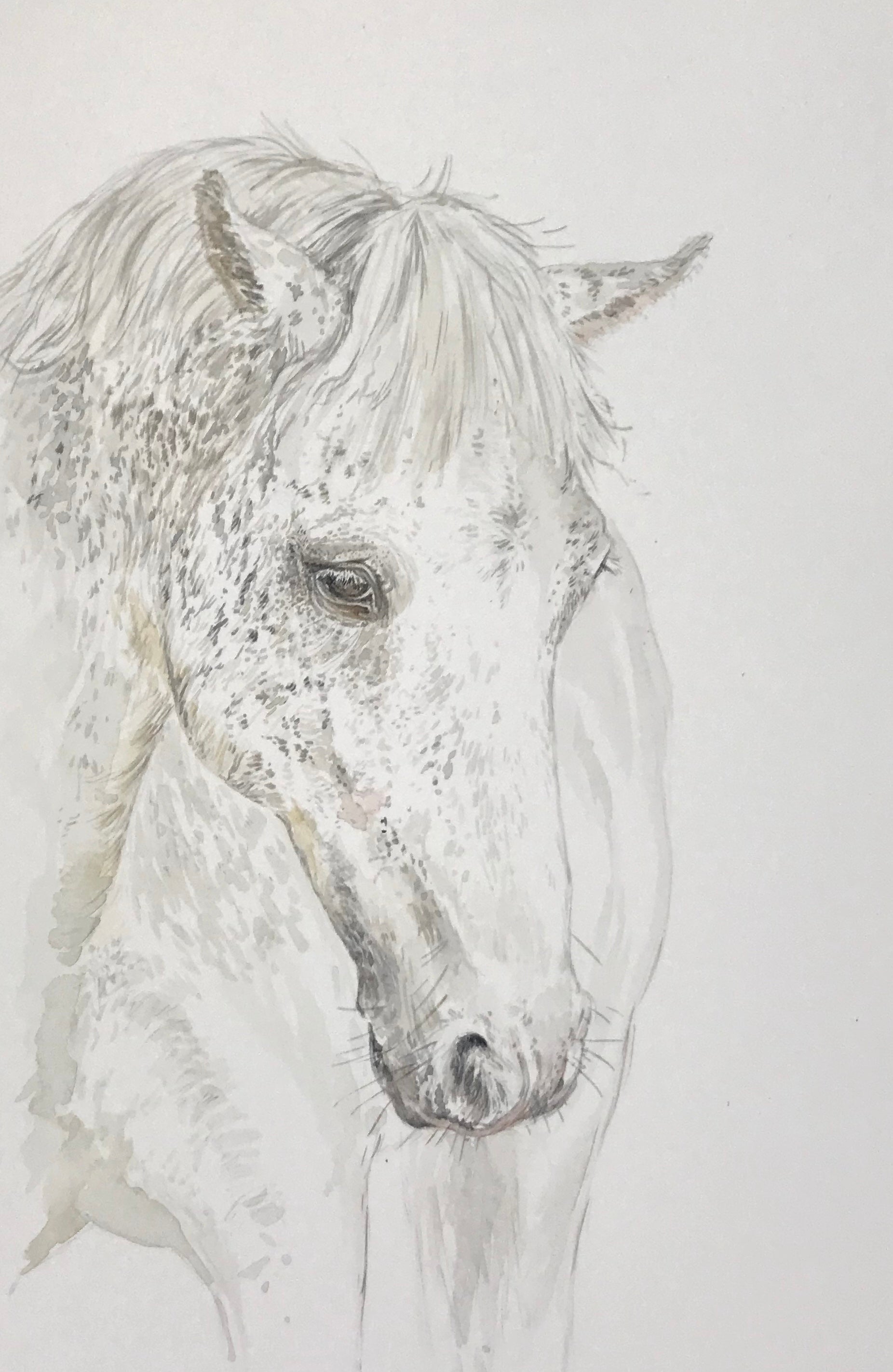 a grey horse watercolour