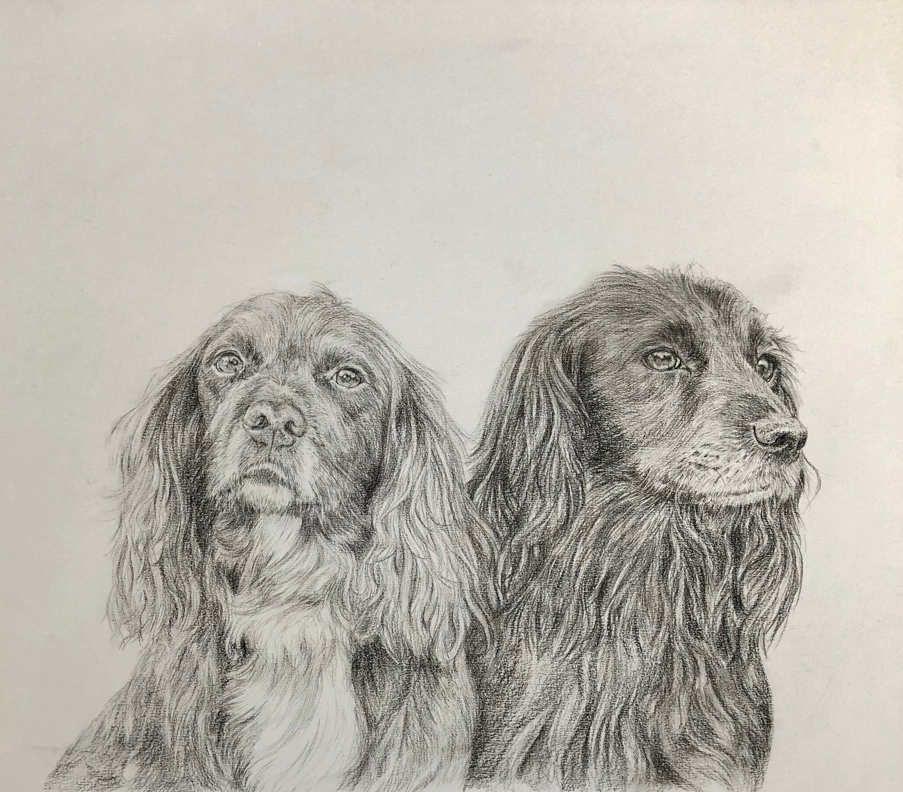 pencil drawing of two spaniels