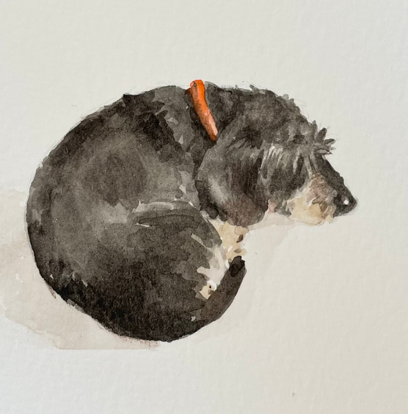watercolour of a sleeping dachshund